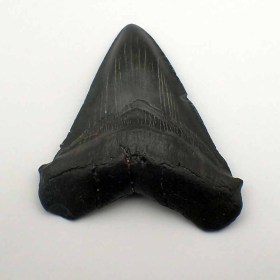 Carcharocles-megalodon-F1065