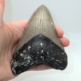 Carcharodon_megalodon_Miocen-USA