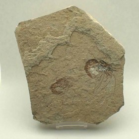Carpopenaeus-callirostris-Cretaceous-El Hakel,Libanon