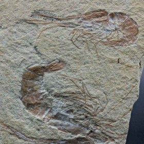 carpopenaeus_callirostris_crustacean_shrimp fossil_ lebanon