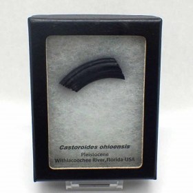 Casteroides-FM188