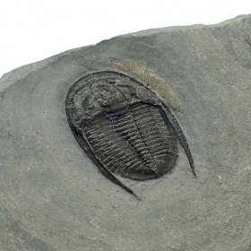 Cernuolimbus cf pegakanthodes-Cambrian-Canada