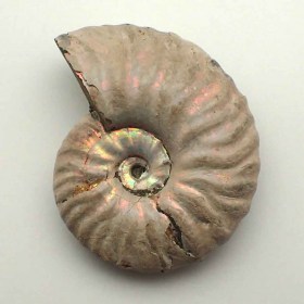 Cleoniceras_madagascariense_Albien_Madagascar_Ammonite