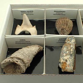 Coleccion-fosiles-CF01b
