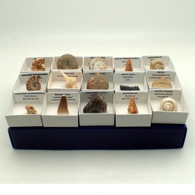 Coleccion de 15 fosiles