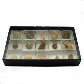 Coleccion de 15 fosiles