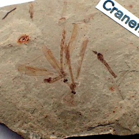 Crane fly-Eocene-Utah,USA