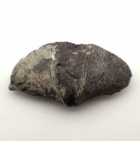 Cyrtospirifer-fossil brachiopod-Devonian-Belgium