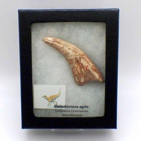 Deltadromeus agilis, Hand Claw-Cretaceous-Morocco