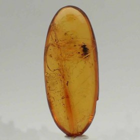 amber-Diptero- insects, fossils, Oligocene, Dominican Republic