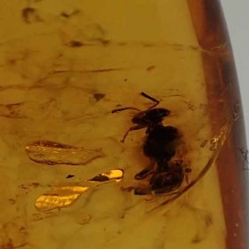 amber, spider, insects, fossils, Oligocene, Dominican Republic