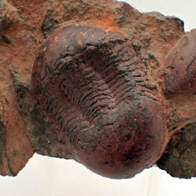 Ectillaenus  benignensis,Ordovician-Morocco