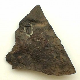 Ellipsocephalus hoffi-Cambian, Jince Formation, Czech Republic