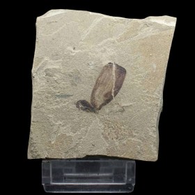 Monocotiledonea,monocotyledons-Eocene Green River Formation-Utah, USA
