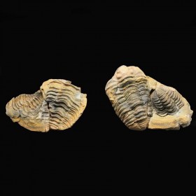 Dyacalymene ouzregui, Ordovician, Tazoulait, Morocco-Trilobite, Fossil,