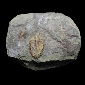 Conocoryphe sulzeri-Cambian, Jince Formation, Czech Republic