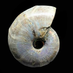 Desmoceras latidorsatum_Cretaceous_Madagascar_Ammonite