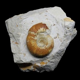 Nodicoeloceras crassoides-Jurassic,Toarcien-French