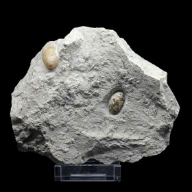 Lacertilienovum major, Fosil, Eocene, Lutetian, Bouxviller, France-Lizard Egg,
