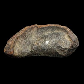 Tymphanic bulla fossil-Miocene-N. Carolina, USA