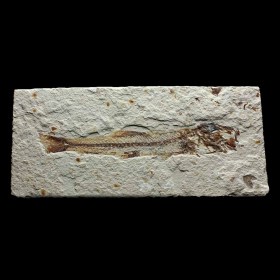 Prionolepis cataphractus-Cretaceous-Hqel, Lebanon-Fish, Fossil