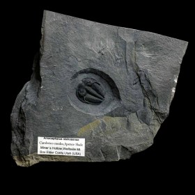 Amacephalus idahosense-Cambrian-Utah,USA