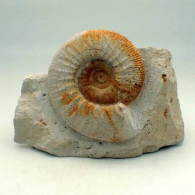 Flabellia villanyensis-jurassic-France-ammonites
