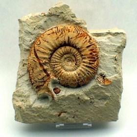 Flabellia villanyensis-jurassic-France-ammonites