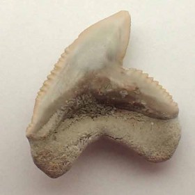  Galeocerdo latidens- Fossil Shark Tooth - Extinct Tiger Shark - Miocene-N.Carolina,,USA