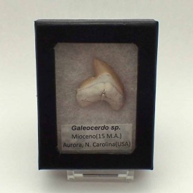  Galeocerdo latidens- Fossil Shark Tooth - Extinct Tiger Shark - Miocene-N.Carolina,,USA