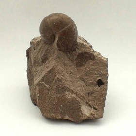 Goniatites-choctawensis-Devónico-Mississippiano,Caney Creek Shale  - Coal county, Oklahoma (USA)