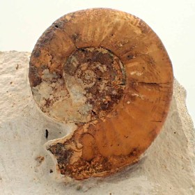 Grossouvria kontkiewiczi-Jurassic-Deux-Sèvres,Francia