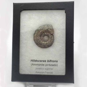Hildoceras-bifrons-FA141b4