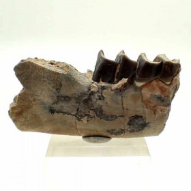 Hyracodon-Oligocene, White River Formation Badlands, S. Dakota, USA-Mandible, Fossil, Mammal,