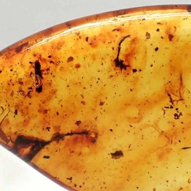 amber, copal, ants, Pliocene, Bucaramanga, Colombia
