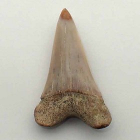 Isurus planus-Miocene- Bakersfield,California, USA-Shark Teeth, Fossil,