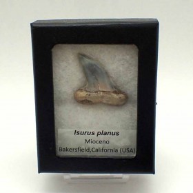 Isurus planus-Miocene-Bakersfield, California, USA-Shark Teeth, Fossil,