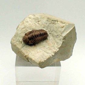 Kainops-raymondi-Devonian-Oklahoma,USA