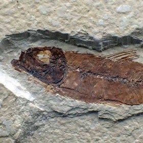 Knigthia_eocaena_Eocen-wyoming,USA_fisch fossil