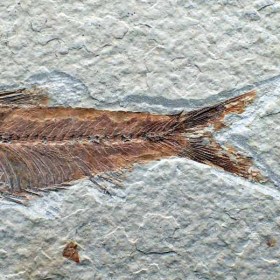Knigthia_eocaena_Eocen-wyoming,USA_fish fossil