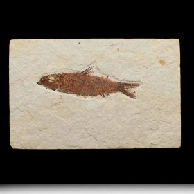 Knigthia_eocaena_Eocen-wyoming,USA_fish fossil