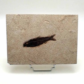 Knigthia_eocaena_Eocen-wyoming,USA_fisch fossil