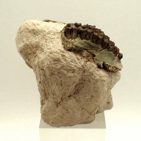 Leptauchenia nitida-Oligocene-USA