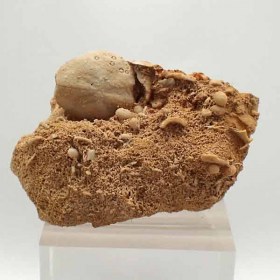 Lovenia forbesi-Miocene-Portland, Victoria-Australia