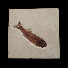Mioplosus labracoides-Eocene, Green River Formation-Wyoming, USA-Fossil fisch