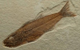 Mioplosus labracoides-Eocene-Kemmerer,Wyoming,USA