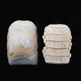 Myliobatis-dixoni-Dental plaque, Raya-Eocene-Oued zem, Morocco