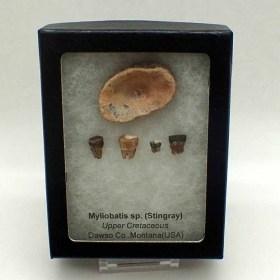 Myliobatis-sp