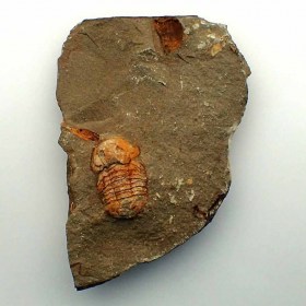 Nileidae-Ordovician-Djebel Kissane-Marruecos