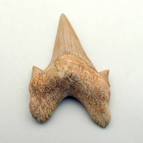 Otodus obliquus-Eocene-Morocco